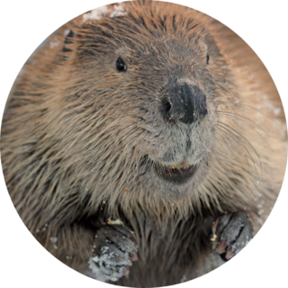 Beaver Close Up Sticker