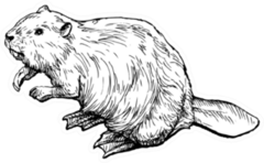 Beaver - Hand Drawn Illustration Sticker