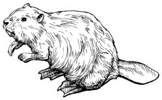 Beaver - Hand Drawn Illustration Sticker