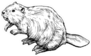 Beaver - Hand Drawn Illustration Sticker
