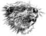 Beaver Head Sketch Sticker