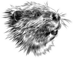 Beaver Head Sketch Sticker