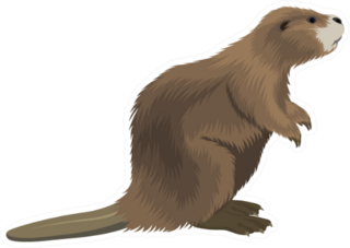 Beaver Illustration Sticker