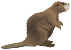 Beaver Illustration Sticker