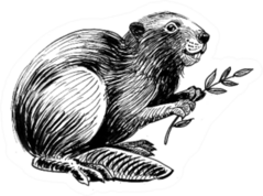 Beaver With A Tree Branch Ink Drawing Sticker