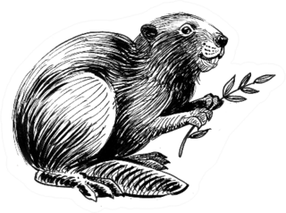Beaver With A Tree Branch Ink Drawing Sticker