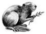 Beaver With A Tree Branch Ink Drawing Sticker