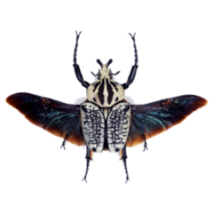 Beetle Goliathus Orientalis Sticker