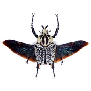 Beetle Goliathus Orientalis Sticker