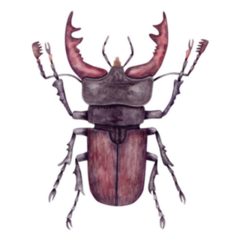 Beetle - Watercolor Realistic Hand-drawn Sticker