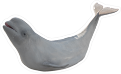 Beluga Whale Sticker