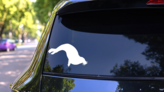 Benevolent Walrus Swimming Sticker on a Rear Car Window (New) example