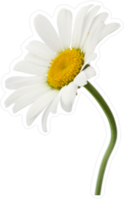 Bent Stem Daisy Sticker