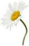Bent Stem Daisy Sticker