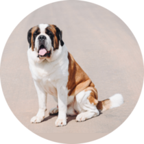 Bernard On Brown Sticker