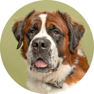 Bernard On Green Sticker