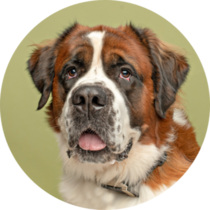 Bernard On Green Sticker