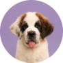 Bernard Pup Purple Sticker