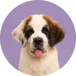 Bernard Pup Purple Sticker