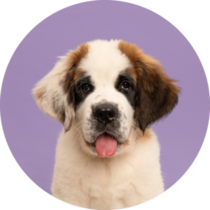 Bernard Pup Purple Sticker