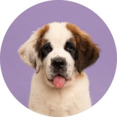 Bernard Pup Purple Sticker