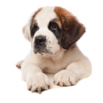 Bernard Puppy Dog Sticker