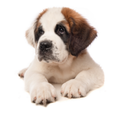 Bernard Puppy Dog Sticker