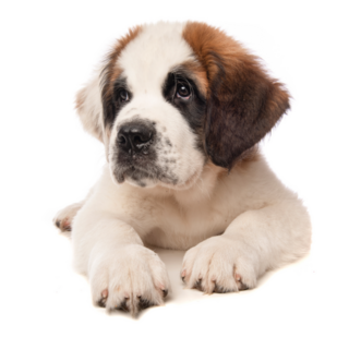 Bernard Puppy Dog Sticker