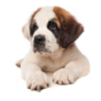 Bernard Puppy Dog Sticker