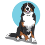 Bernese Blue Icon Sticker