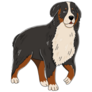 Bernese Dog Cartoon Sticker