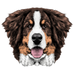 Bernese Fluffy Face Sticker