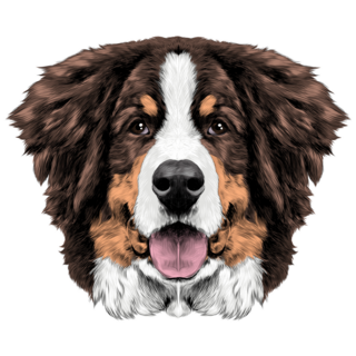 Bernese Fluffy Face Sticker
