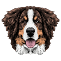 Bernese Fluffy Face Sticker
