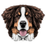Bernese Fluffy Face Sticker