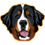 Bernese Head On Yellow Sticker