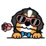 Bernese Holding A Rose Sticker