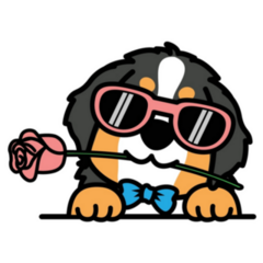 Bernese Holding A Rose Sticker