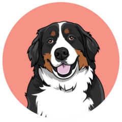Bernese In Pink Sticker