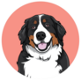 Bernese In Pink Sticker