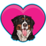 Bernese Mountain Dog Heart Sticker