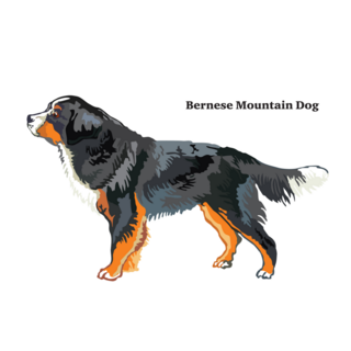 Bernese Mountain Label Sticker