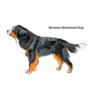 Bernese Mountain Label Sticker