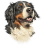 Bernese Mountain Smile Sticker