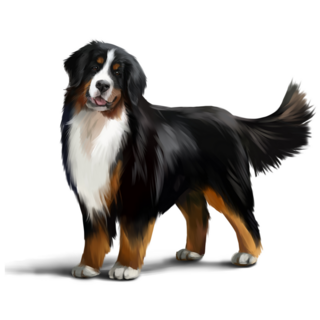 Bernese Mountain Strong Sticker
