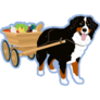 Bernese Pulls Carriage Sticker