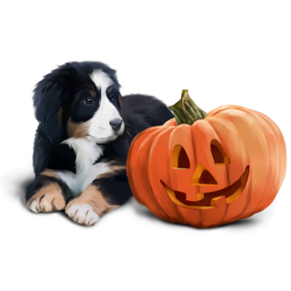 Bernese Puppy And Pumpkin Sticker