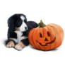 Bernese Puppy And Pumpkin Sticker