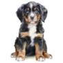 Bernese Puppy Watercolor Sticker