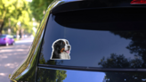 Bernese Tongue Out Sticker on a Rear Car Window (New) example